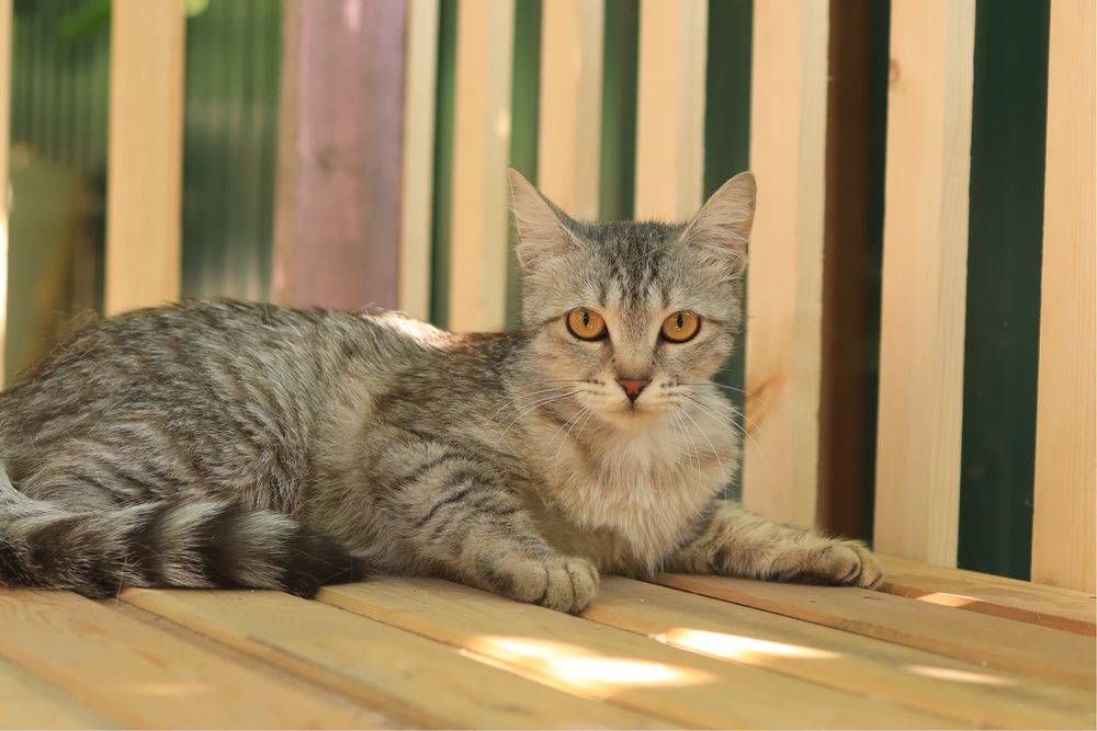 Кошка в добрые руки