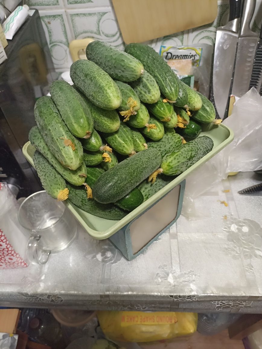 Продам огурцы домашние