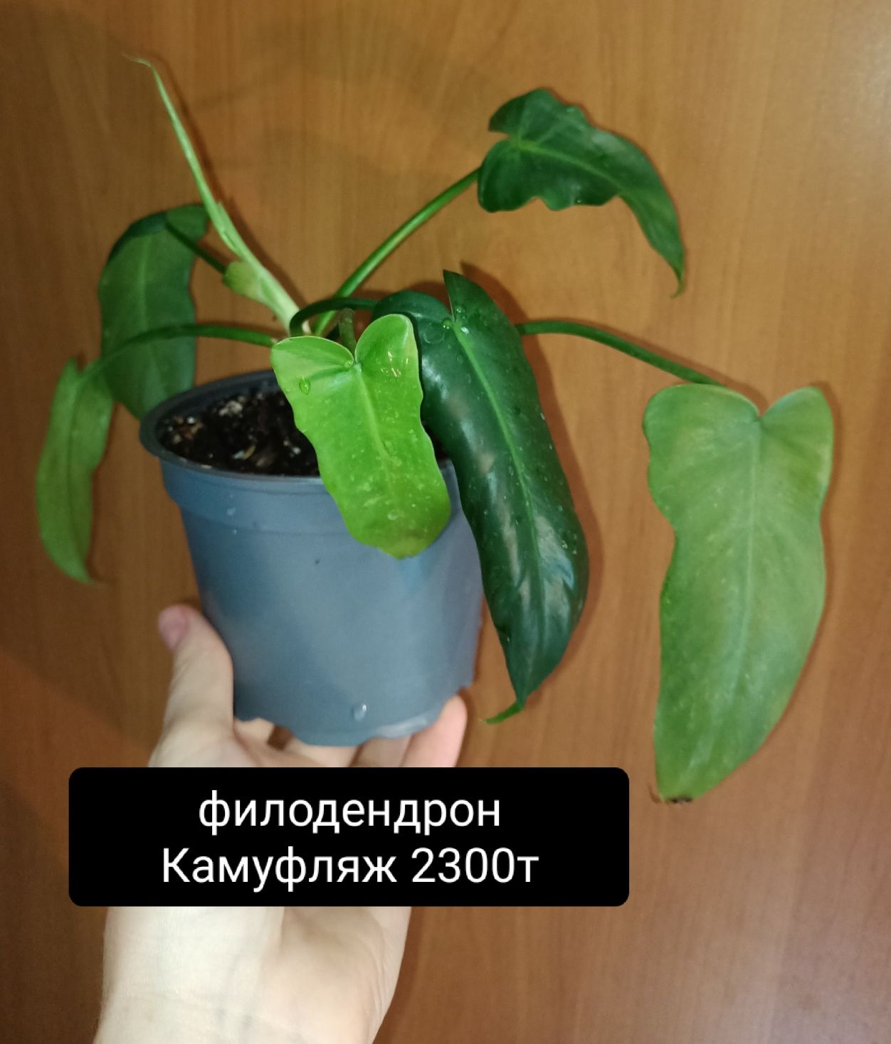 Филодендрон САНТА ЛЕОПОЛЬДИНА от 1000т