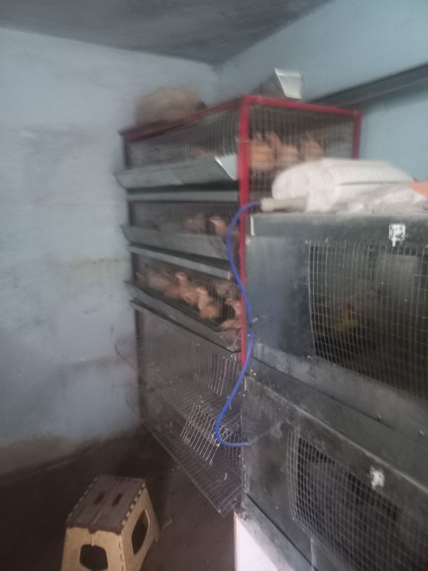 Продается перепела породы феникс и белый техас