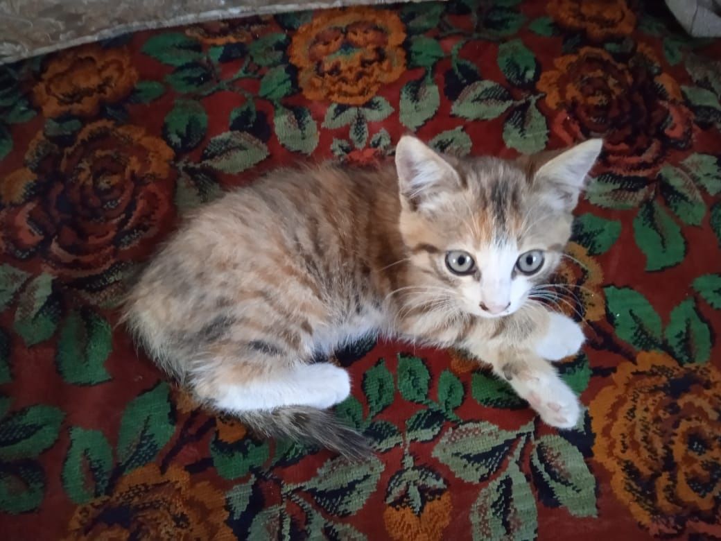 Троя полосатых котят