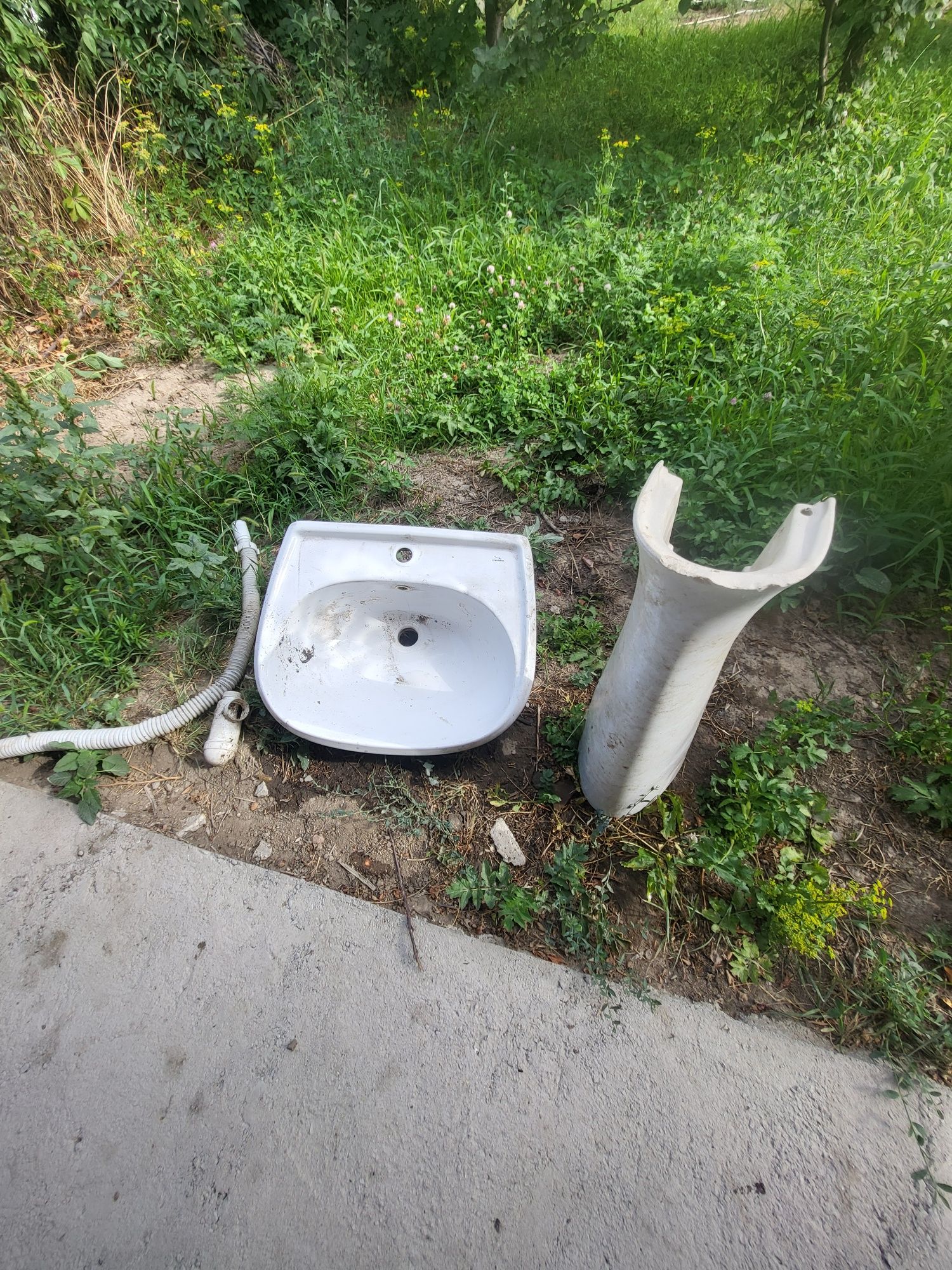 Раковина тюльпан