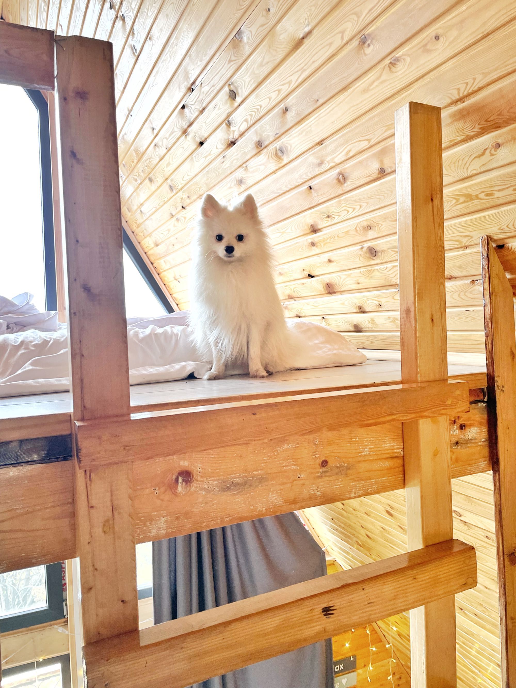 Продаётся Померанский шпиц кобель,1,5 года