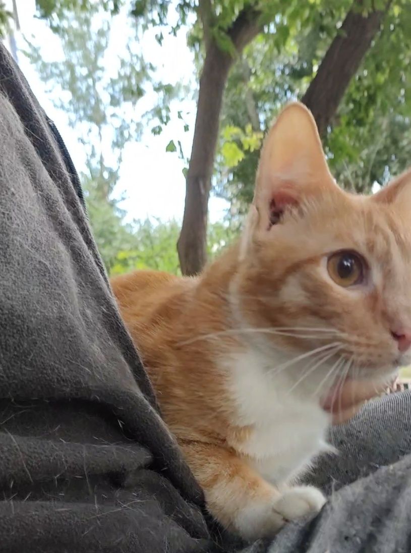 Кот, котенок подросточек, кастрирован