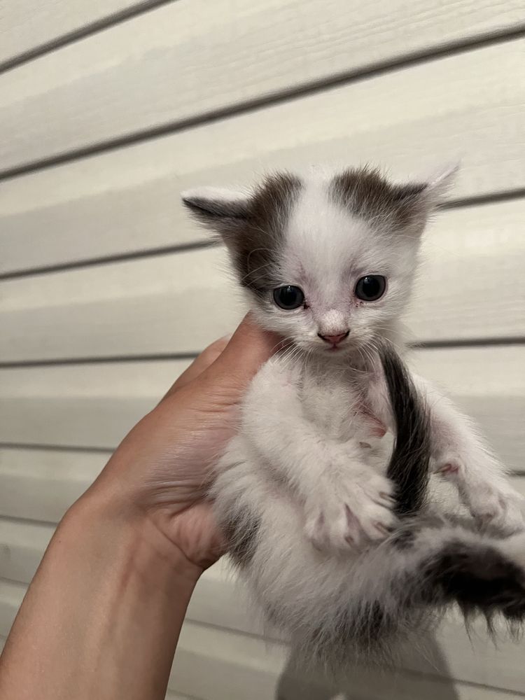 Отдам котят в добрые руки