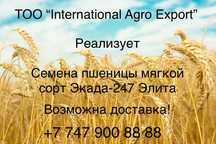 Продам семена пшеницы
