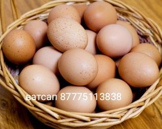 Продажа яиц от кур черных