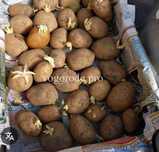 Продам картофель домашний семенной