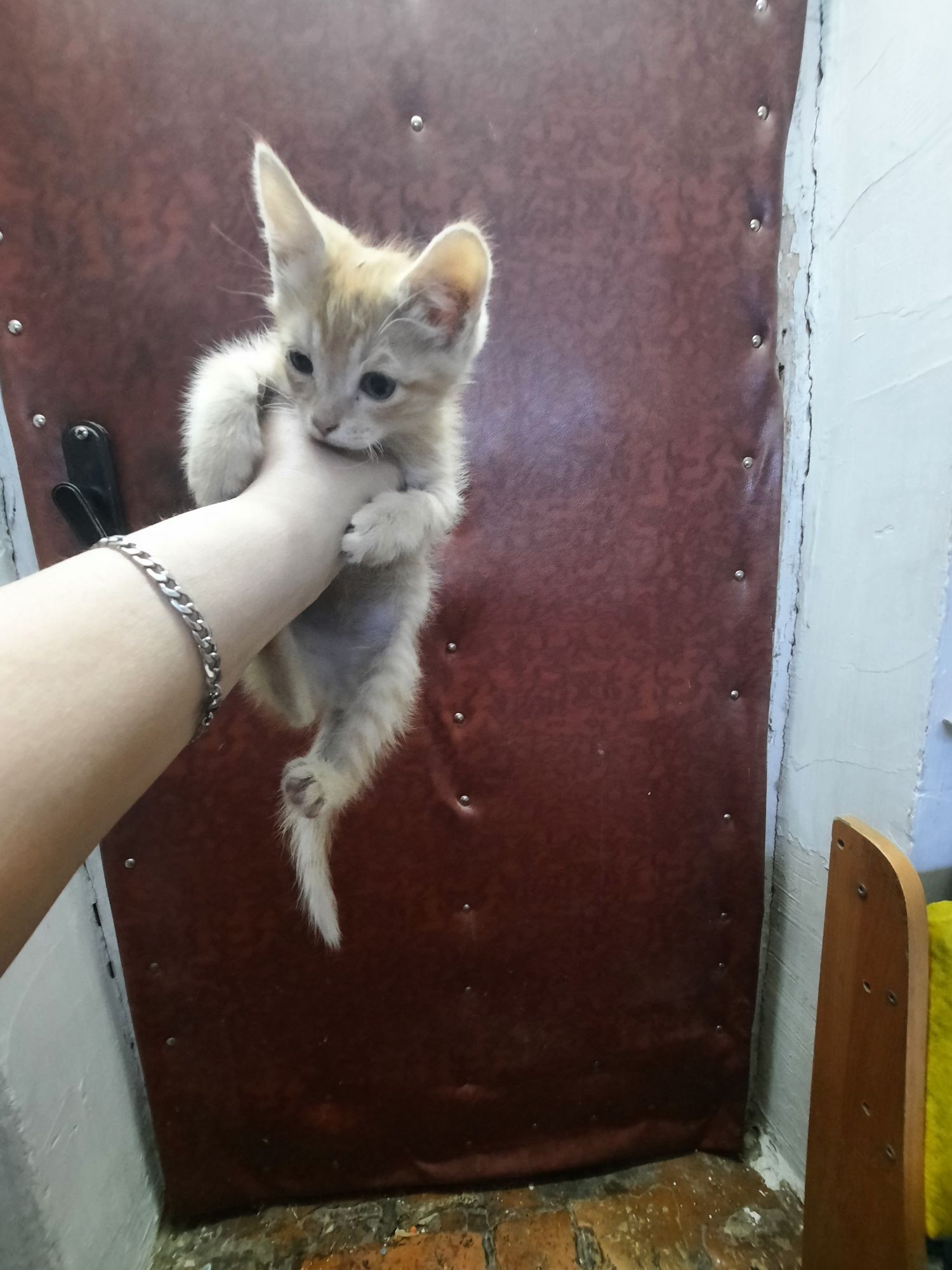 Котята, коты, домашние животные