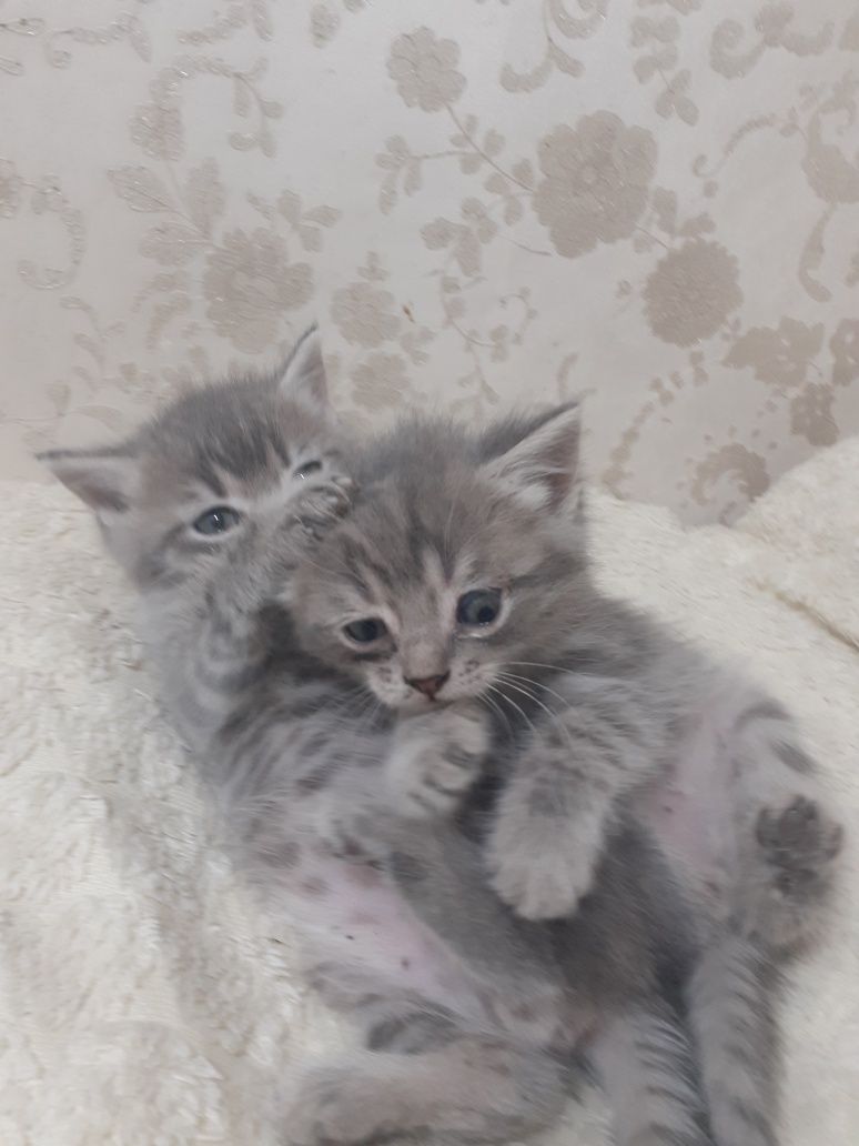 Шотландские котята.