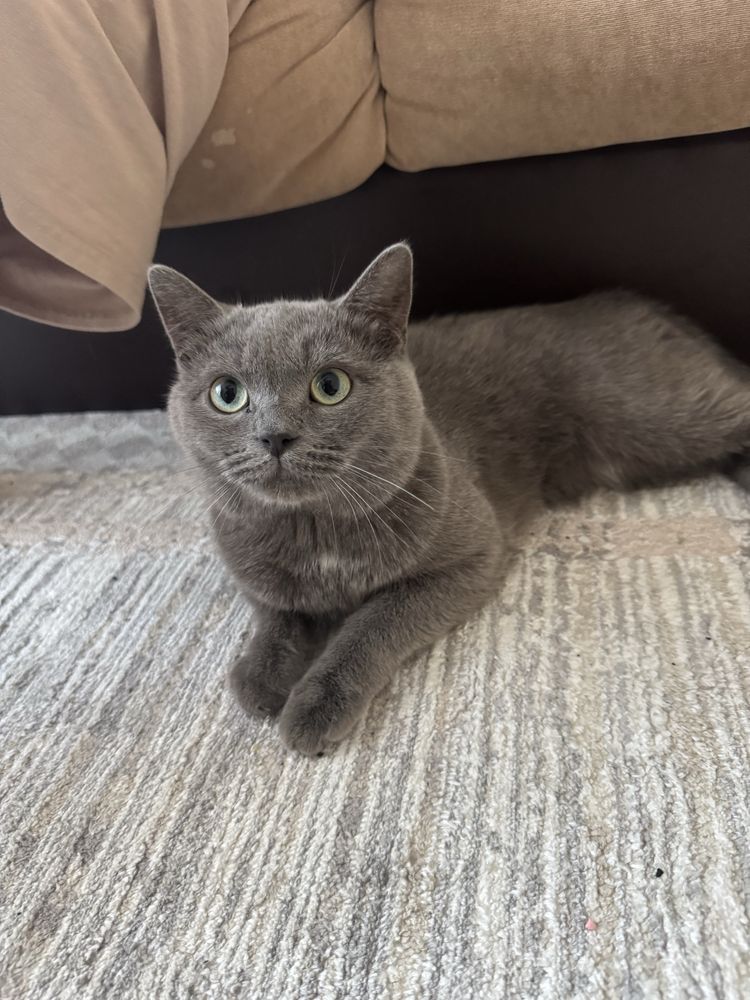 британский прямоухий кот