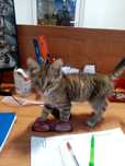 Отдам котёнка в добрые руки