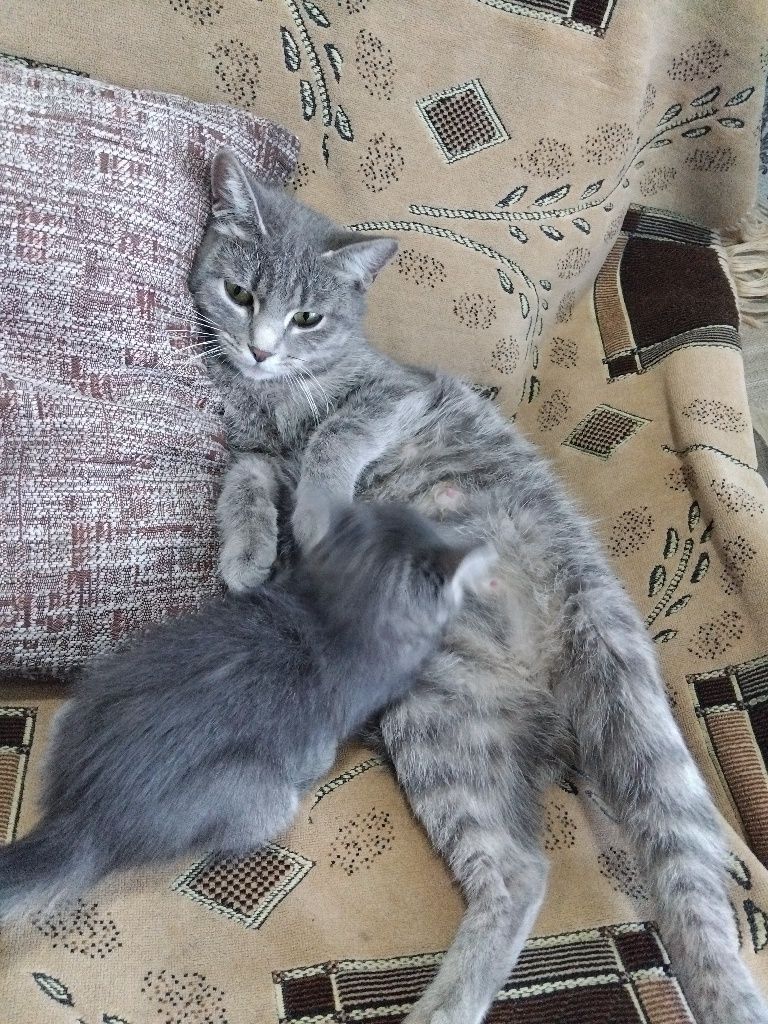 Отдадим котёнка и кошку