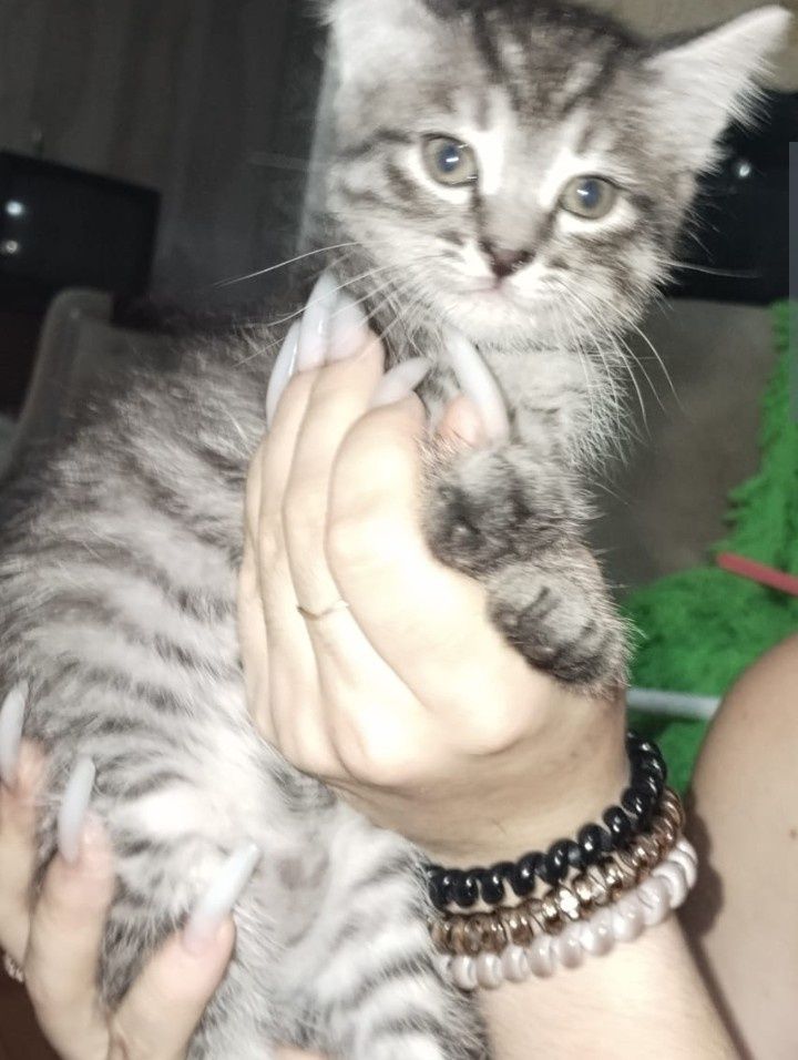 Котята полтора месяца