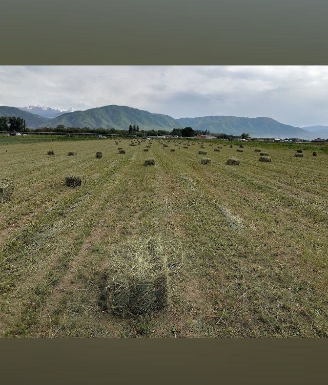 Продам клевер жоңышқа