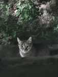 Кот и котёнок отдам бесплатно в хорошие руки