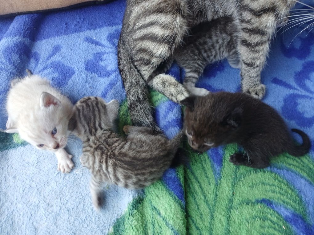 отдам котят 1 месяц , разных окрасов