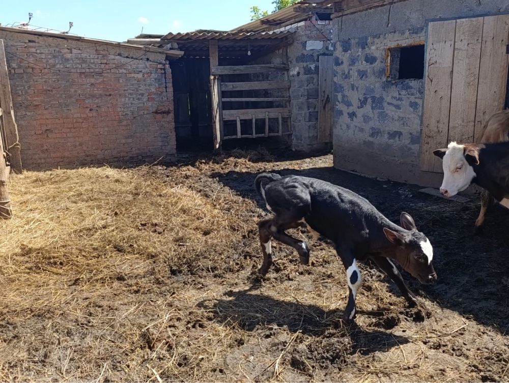 Продам телят. Телочка и бычки