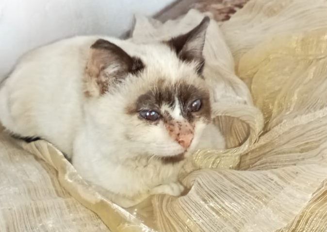 Кошечка в добрые руки