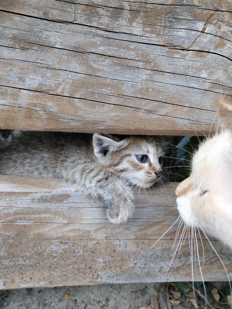 Котята 4 штуки, бесплано