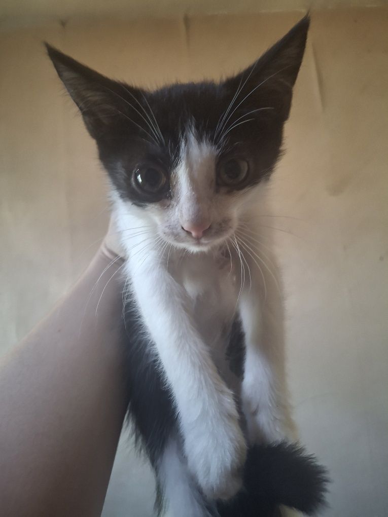 Отдам в добрые руки котят