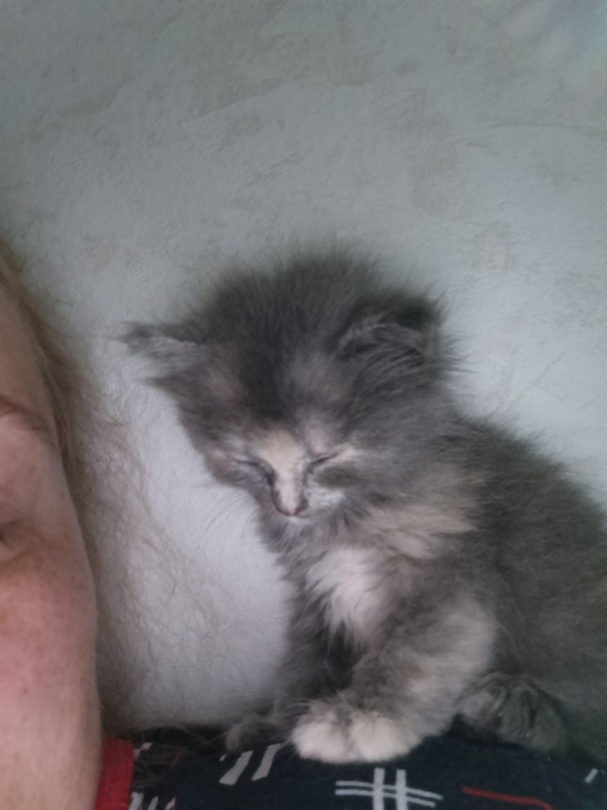 Отдам котенка в добрые руки!!!и поучаствую в стерилизации.