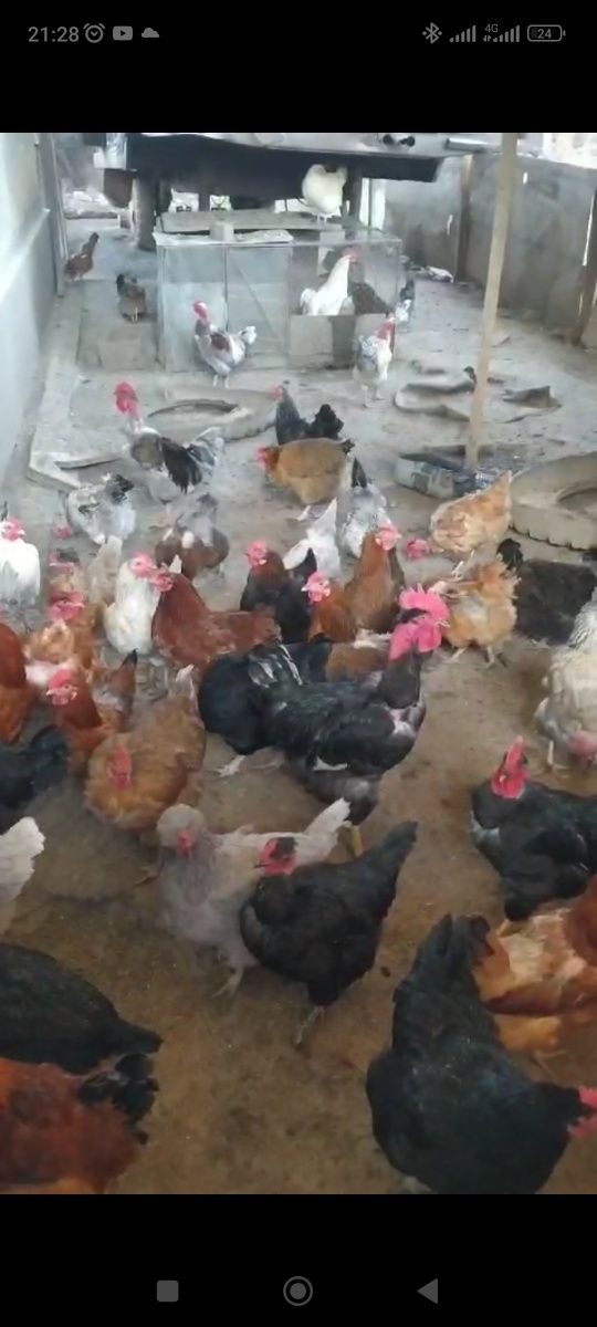 Продам инкубационные яйца