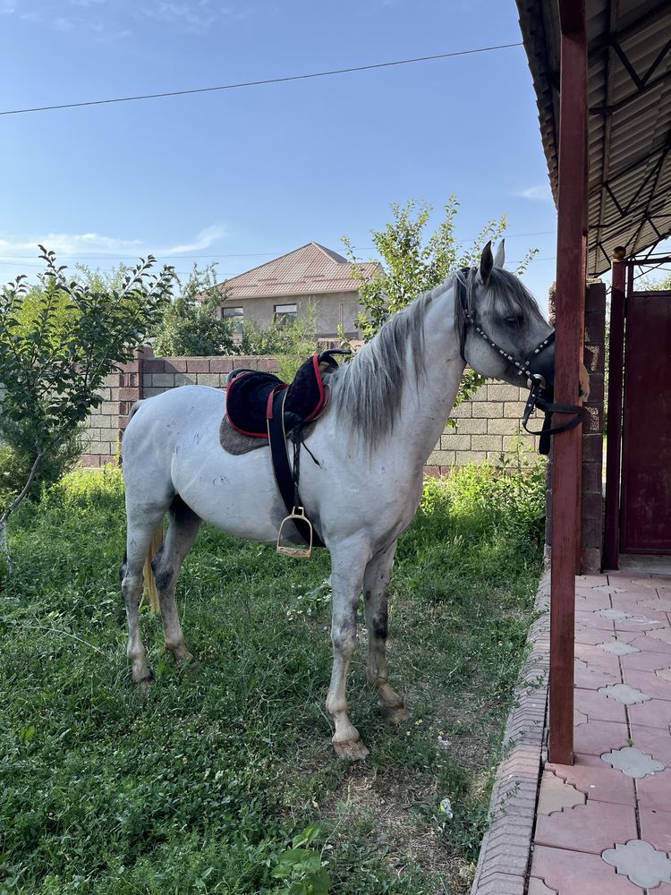 Айғыр сатылады
