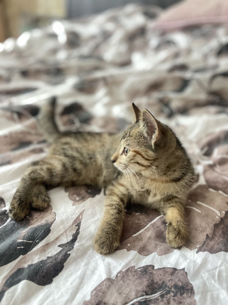 Котенка отдам в добрые руки