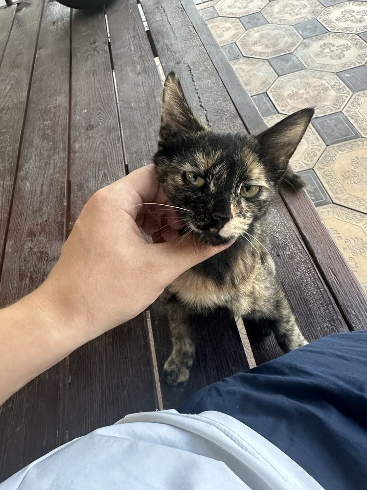 Отдам кошку в хорошие руки