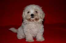 Элитные щенки Мальтипу (Maltipoo) F1  !