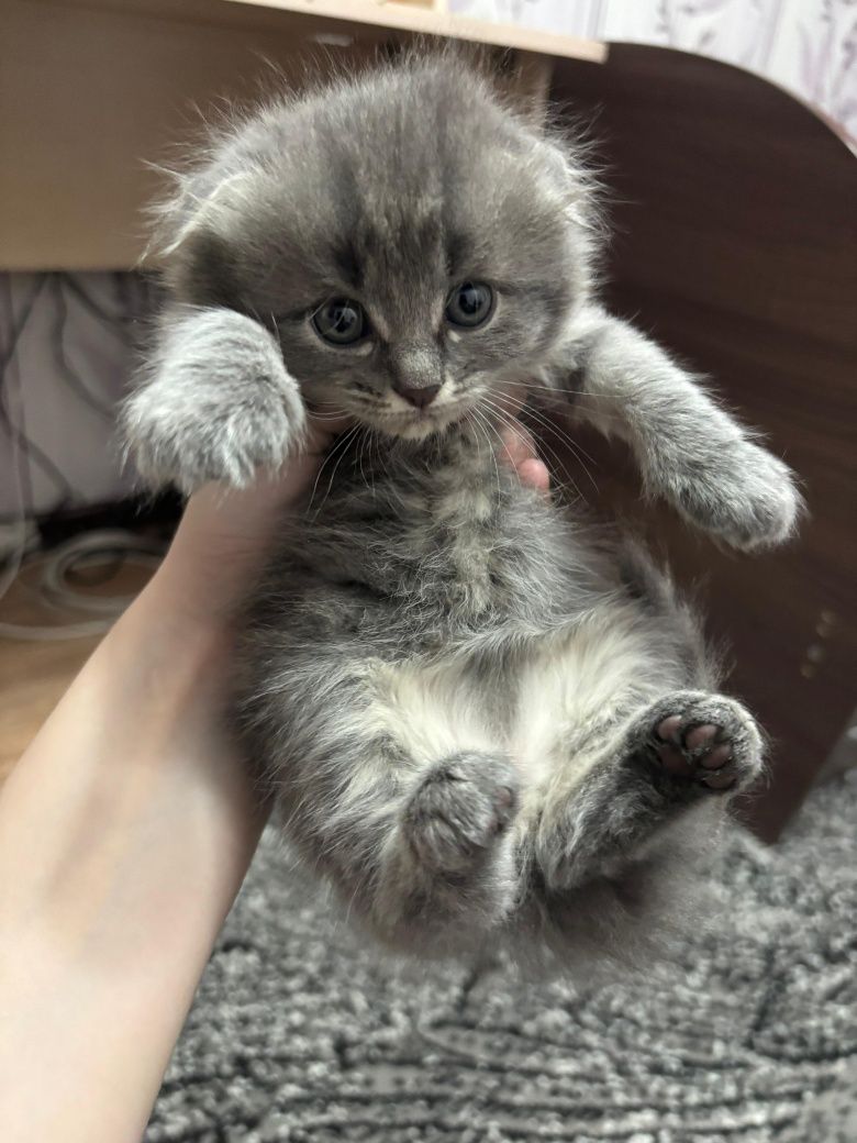 Продам породистых котят