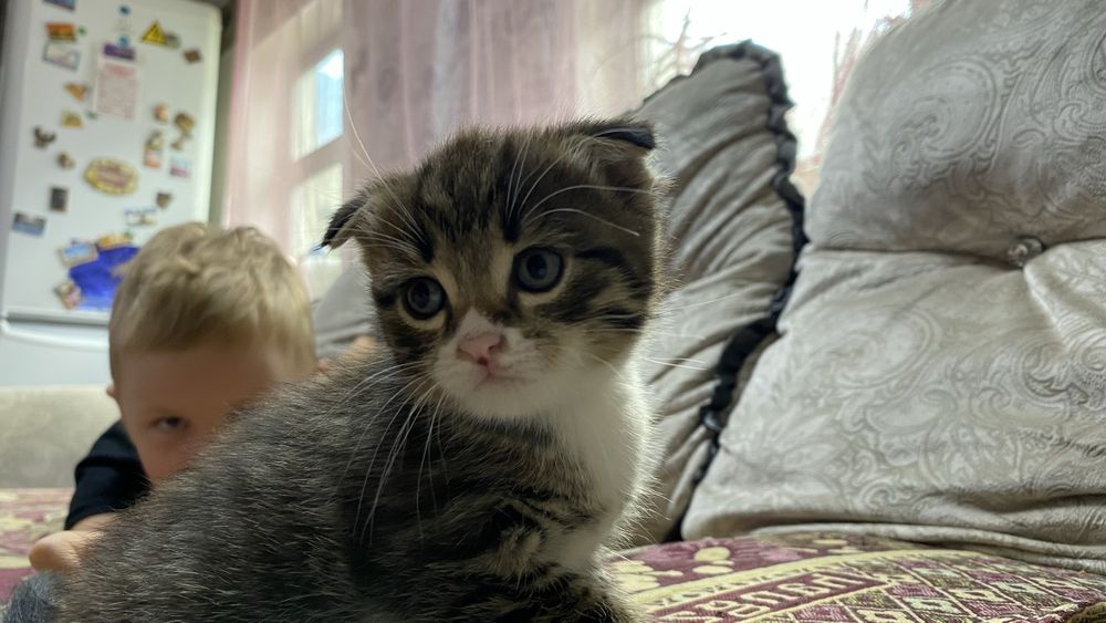 Отдам котят в хорошие руки