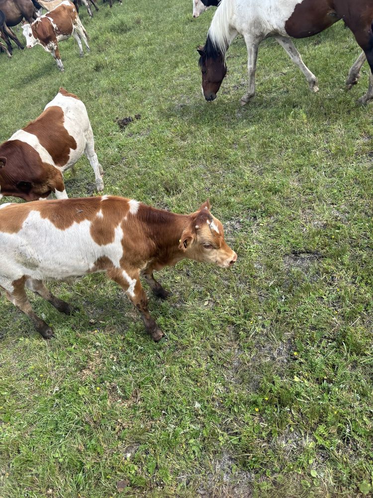 Продам двух бычков