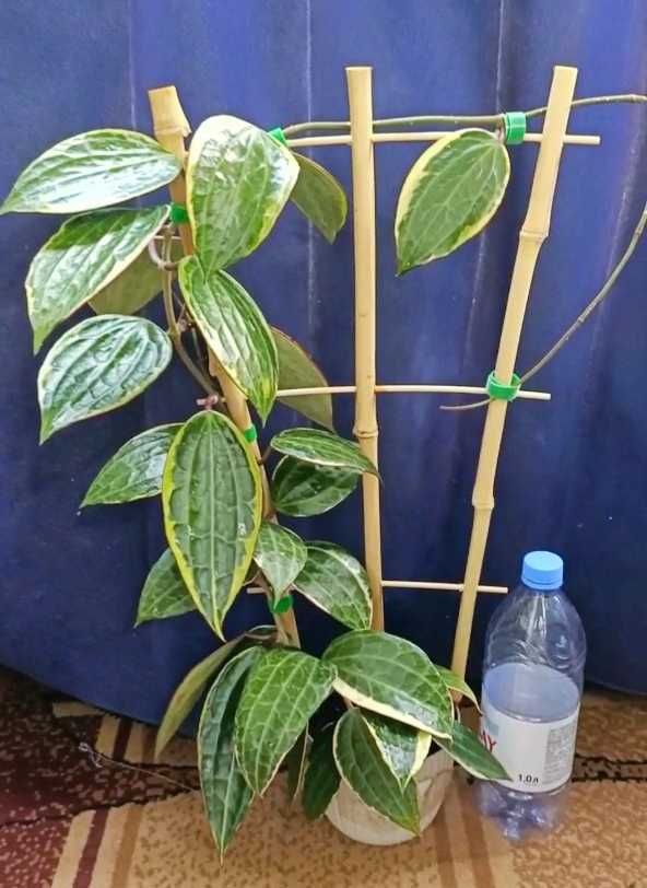 Хойя Макрофила white margine комнатные растения  цветы эпипремнум хойя