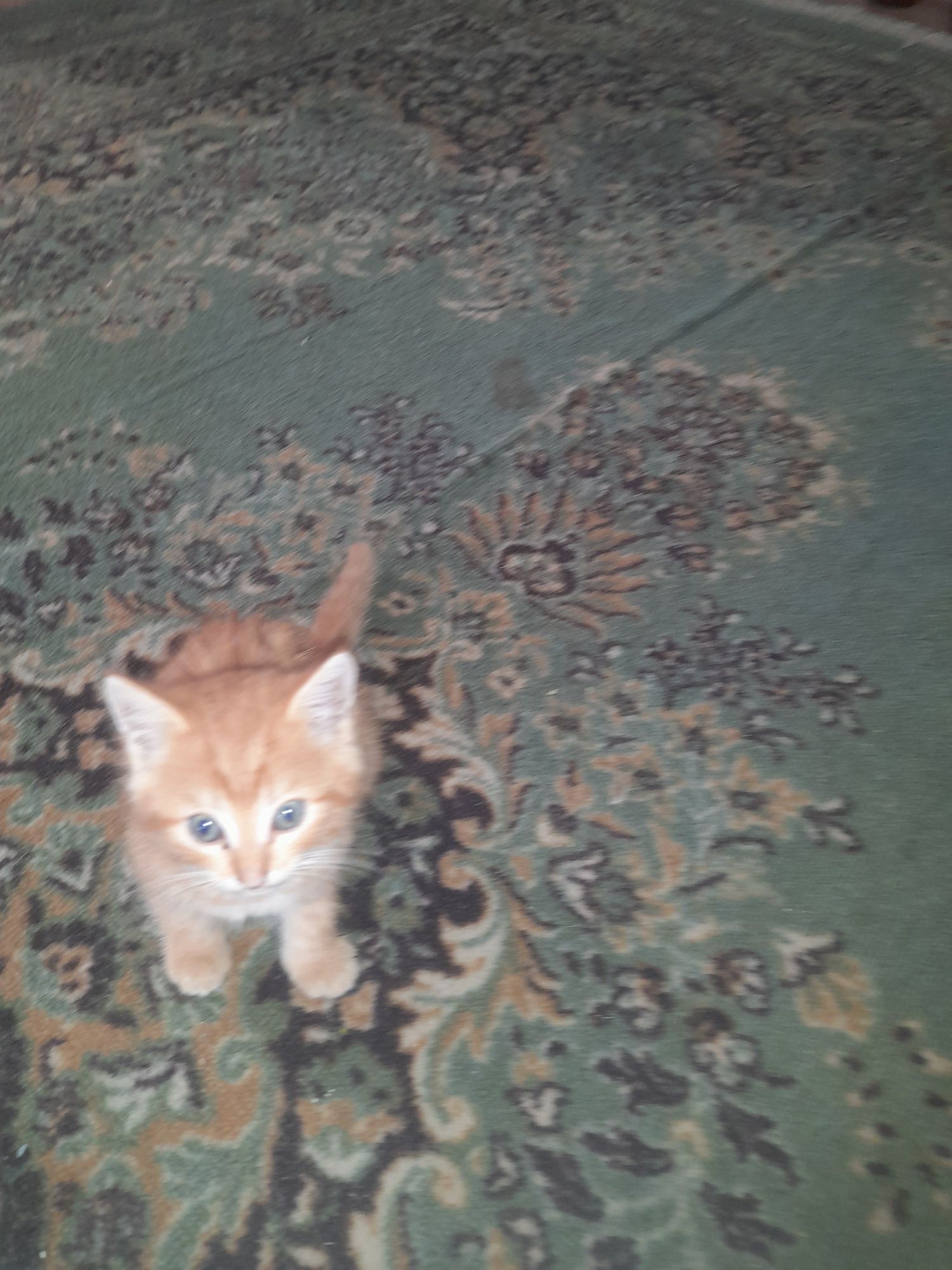 Котята мышелрвы.