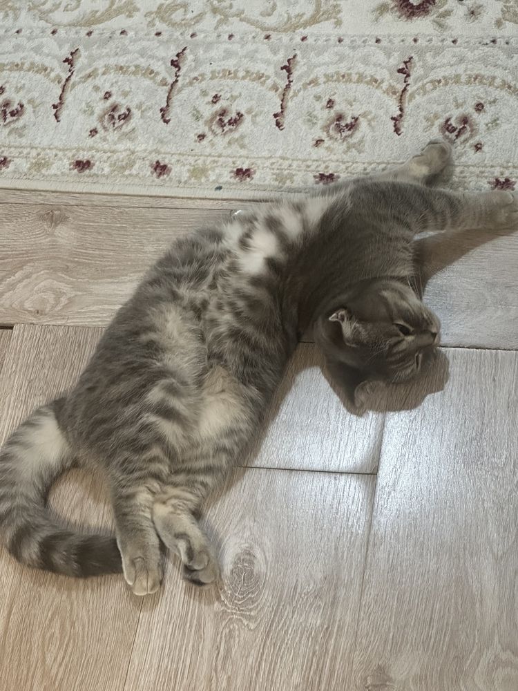 Отдам кошку скоттиш фолд