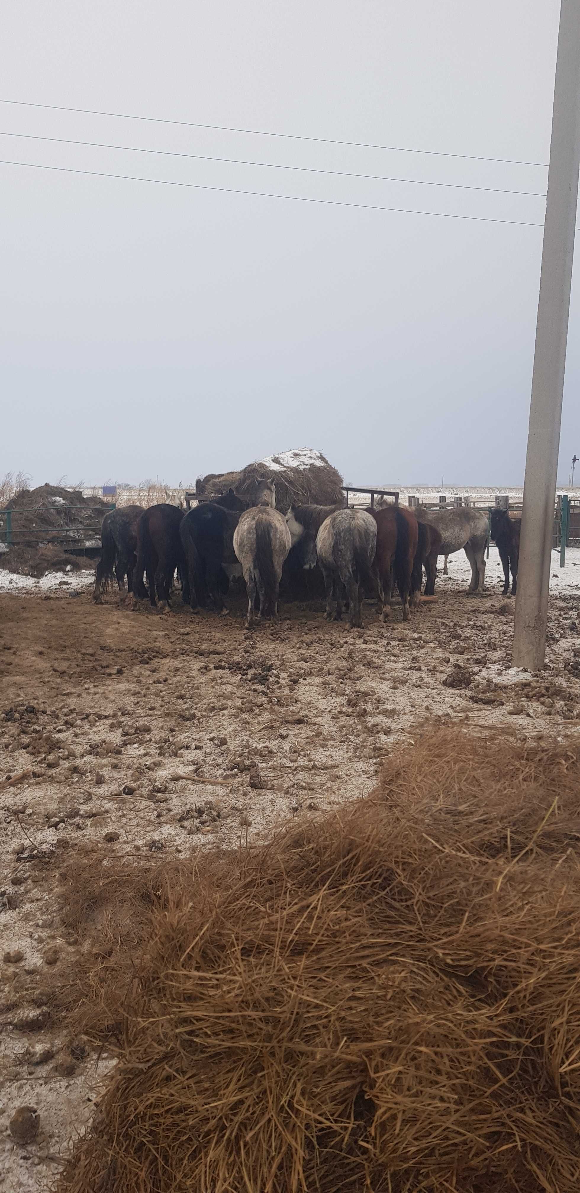 Продам орловских кобыл