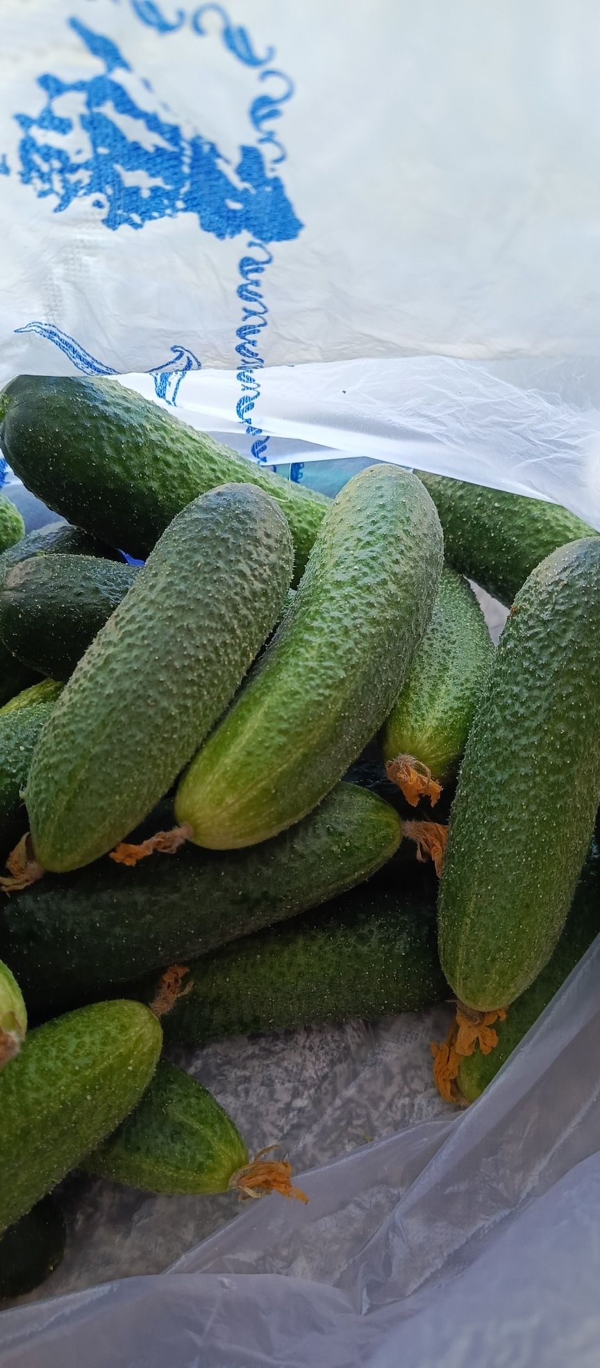 Огурчики продам.