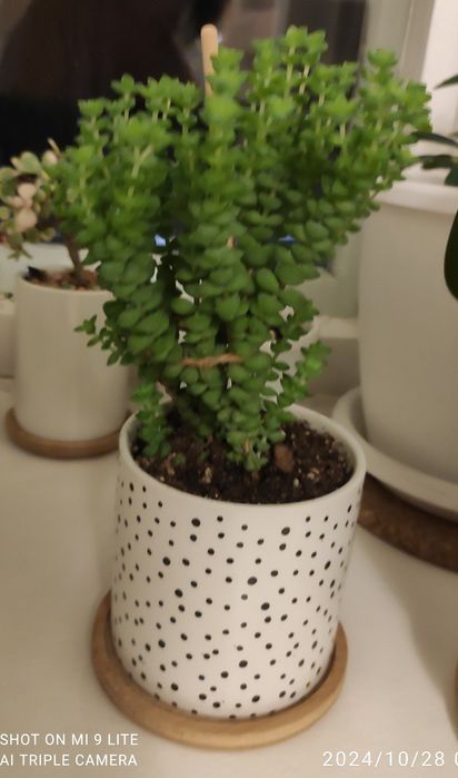 Продам суккуленты(укоренённые отростки)