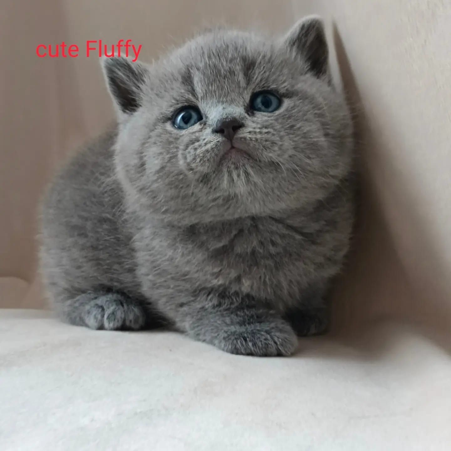 Британцы чистокровные