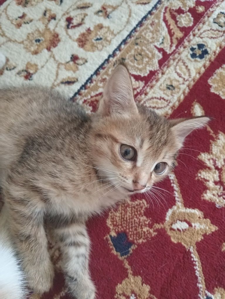 Отдам котят  в хорошие руки, могу привезти.