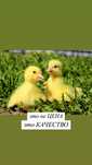 В продаже гусята. Утята. Бройлер. Несушка.