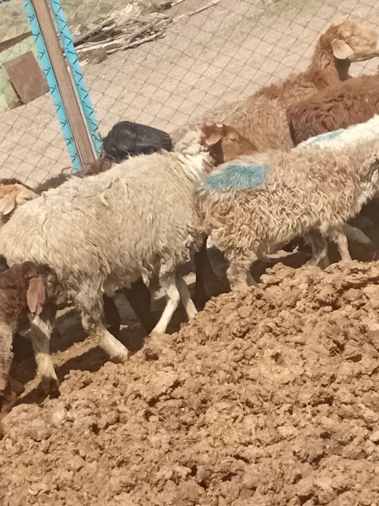 Продам коров и баранов