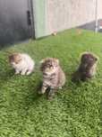 Вислоухие котята - бесплатно