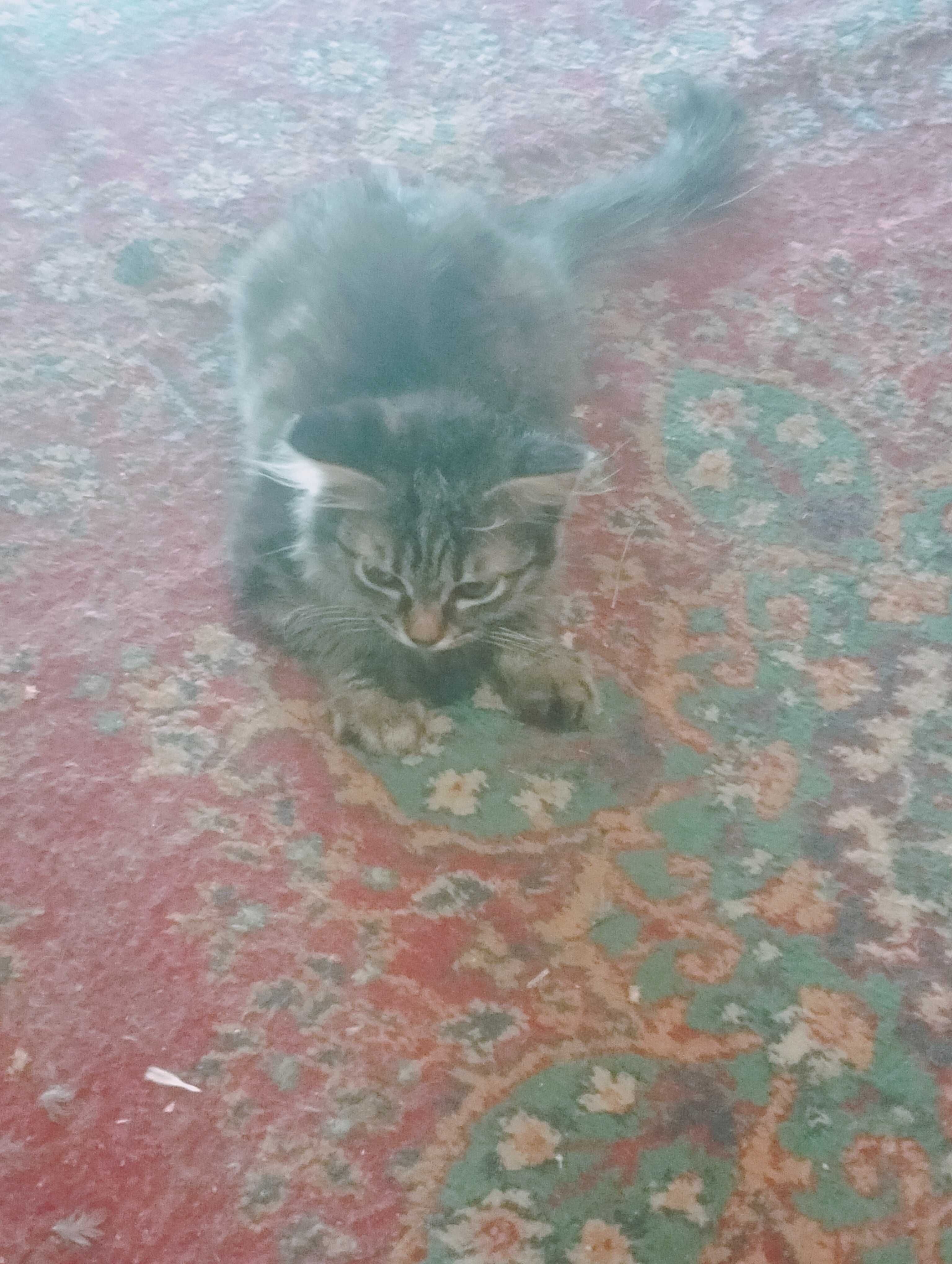 Котятки ищут добрых хозяев