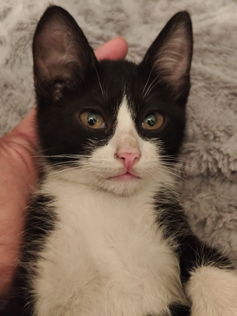 Котенок мальчик ищет дом 3 месяца