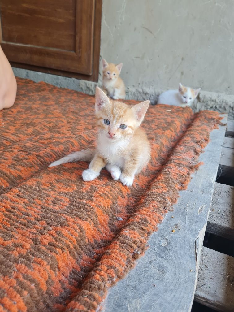 Котёнок кошка отдам
