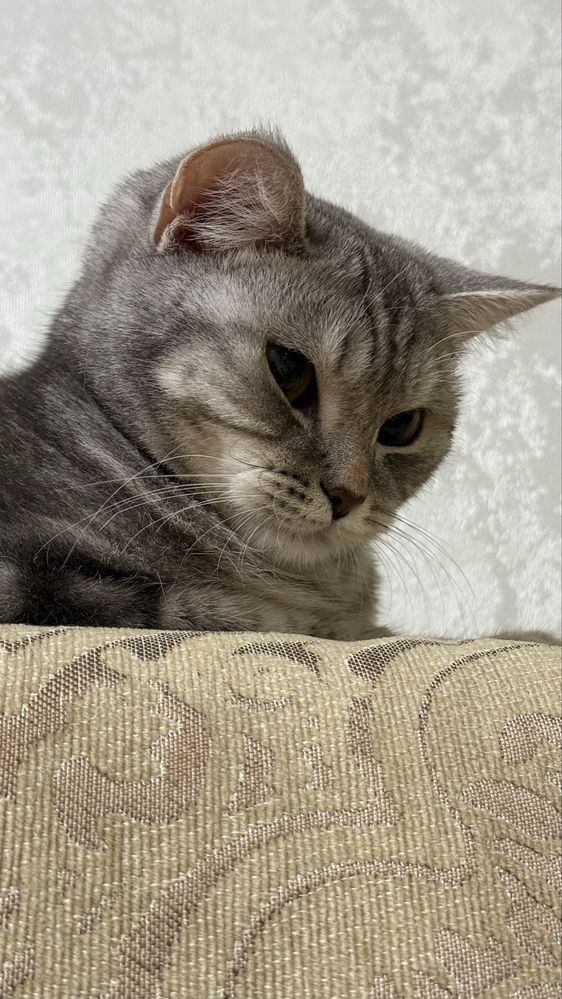 Шотландская прямоухая кошка