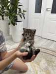Домашние котята отдам